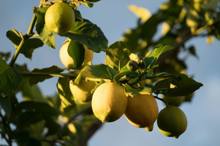 When Life Gives You Lemons – Pieces of My Story